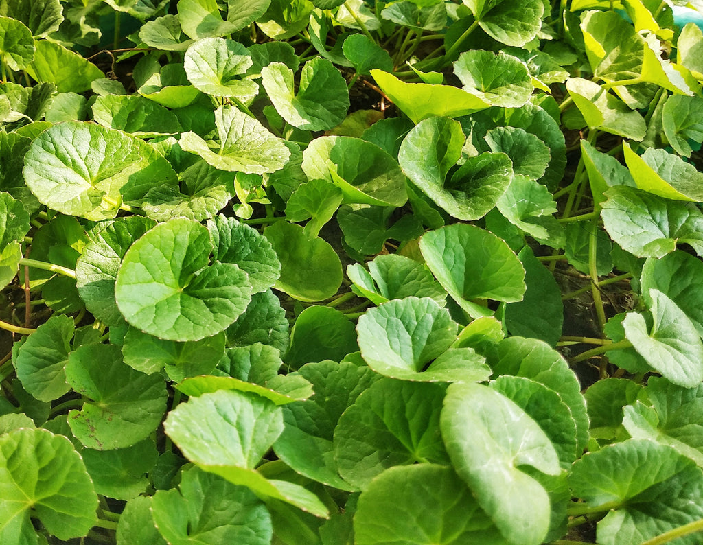 Unveiling the Marvels of Centella Asiatica in Skincare: Nature's Gift for Radiant Skin